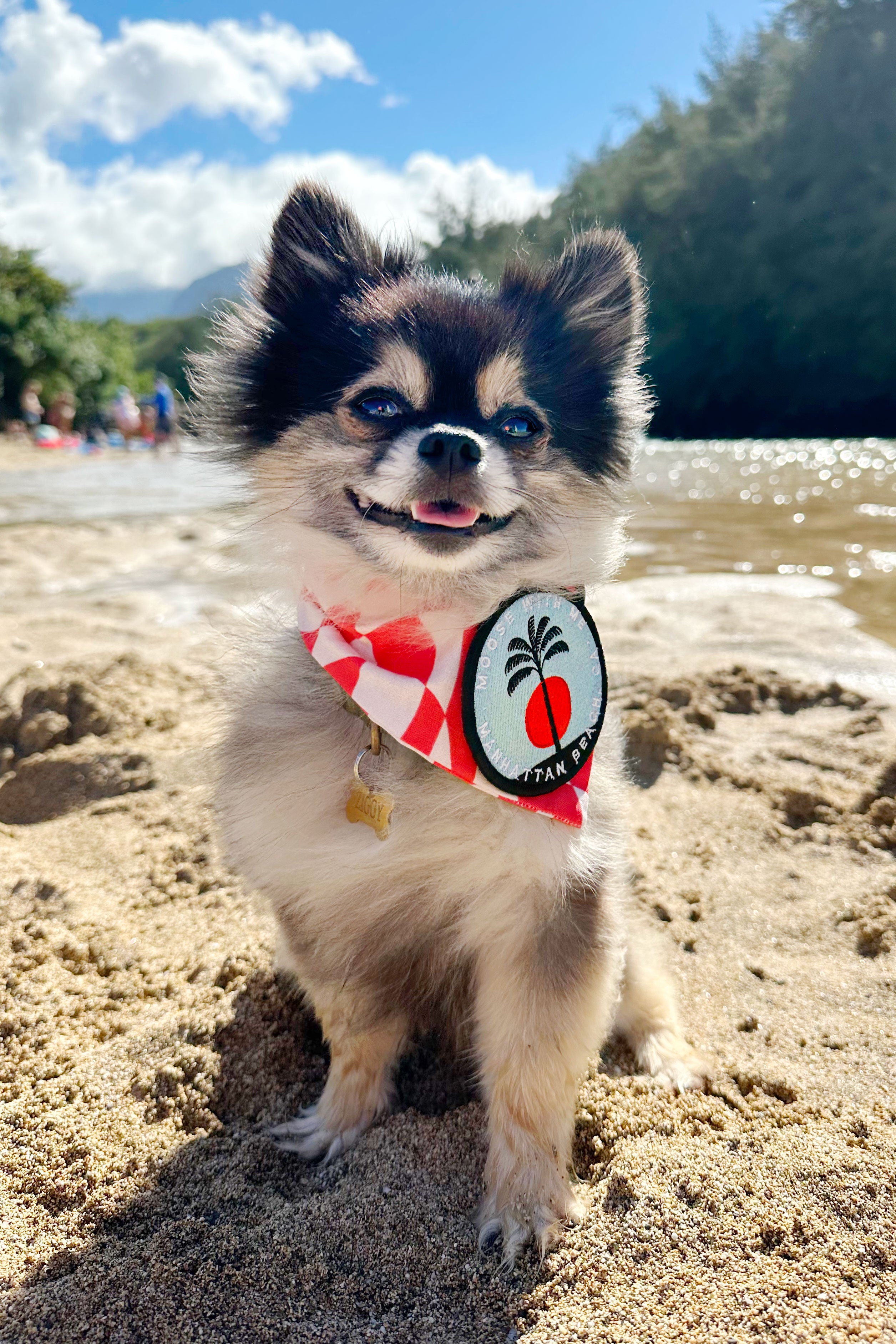 Velcro on sale dog bandanas