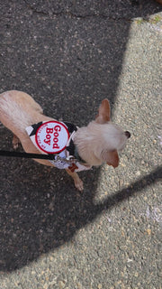 Dog Bandana Stars - Customize with Interchangeable Velcro Patches