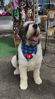 Dog Bandana Blue Plaid - Customize by adding Interchangeable Velcro Embroidered Patches