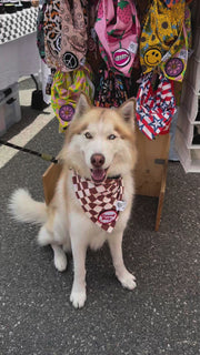 ★Dog Bandana Checkered - Customize with Interchangeable Velcro Patches