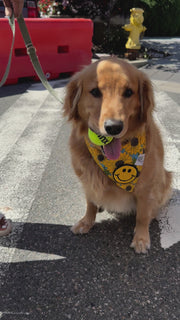 Dog Bandana Sunflower - Customize with Interchangeable Velcro Patches