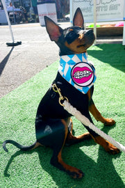 Dog Bandana Checkered Swirl - Customize with Interchangeable Velcro Patches