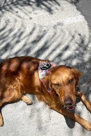 Dog Bandana California - Customize with Interchangeable Velcro Patches