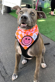 ★Dog Bandana Checkered Swirl - Customize with Interchangeable Velcro Patches