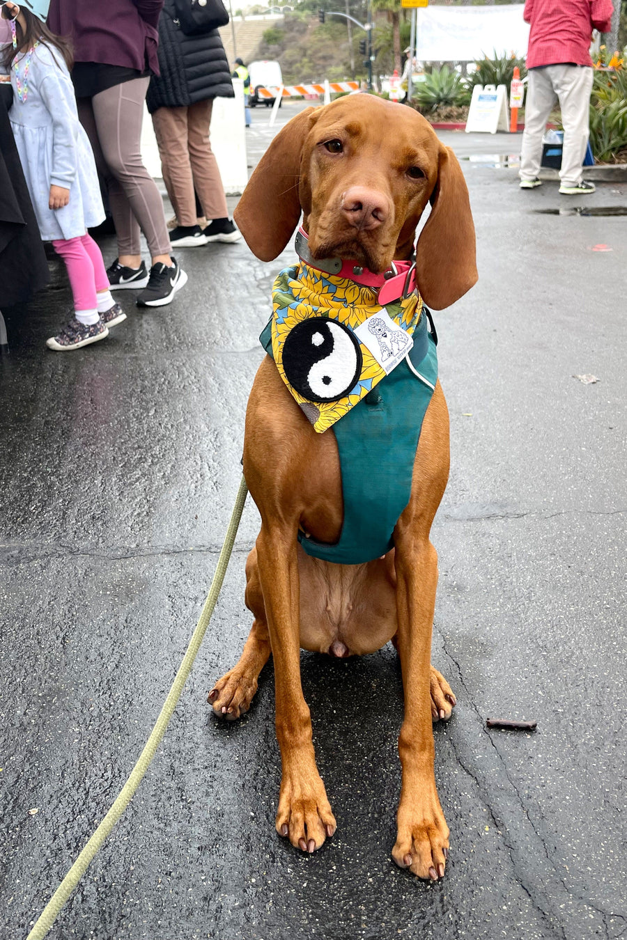 Dog Bandana Sunflower - Customize with Interchangeable Velcro Patches