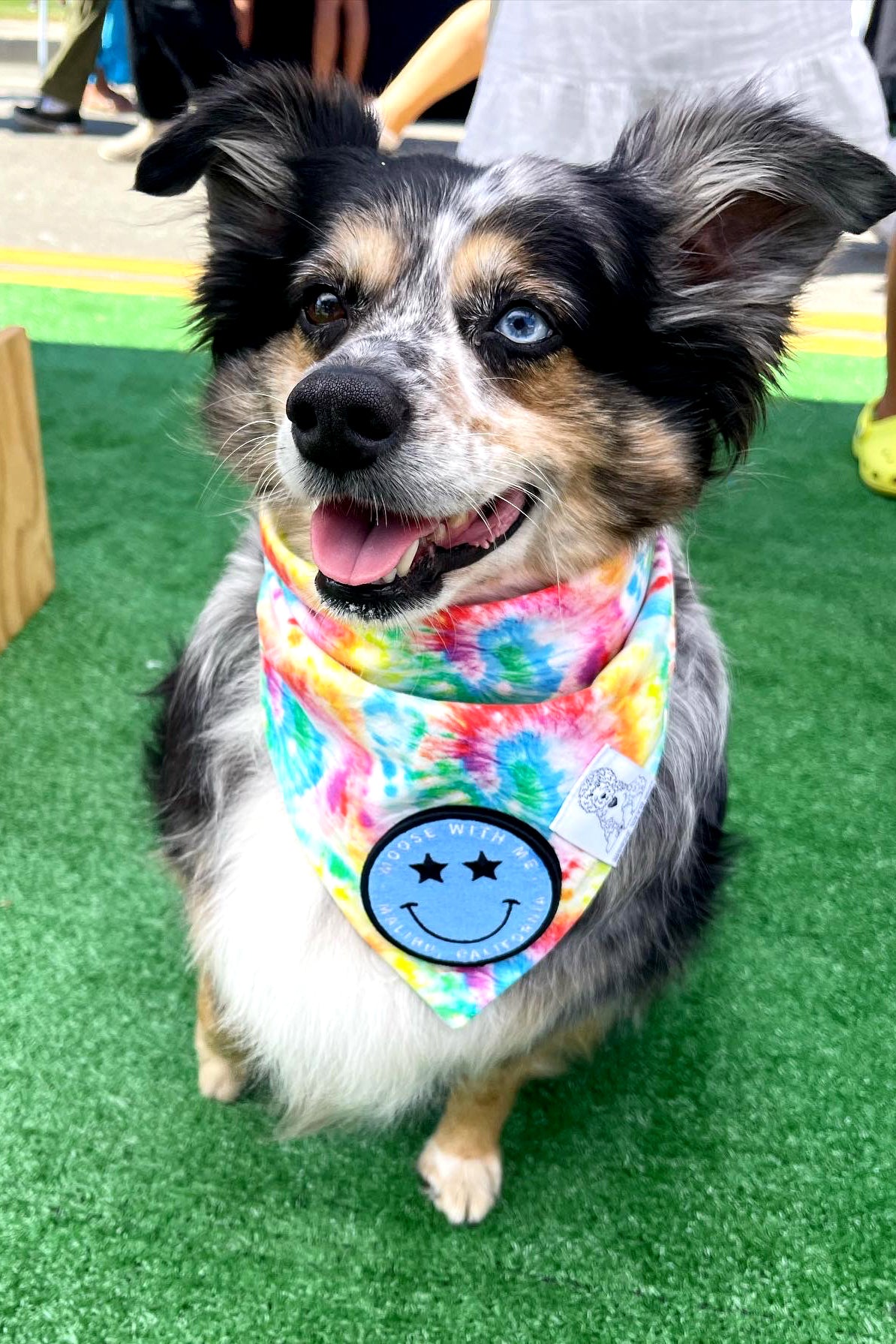 Tie on best sale dog bandana